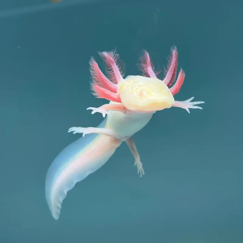 Albino Melanoid Axolotl Variant