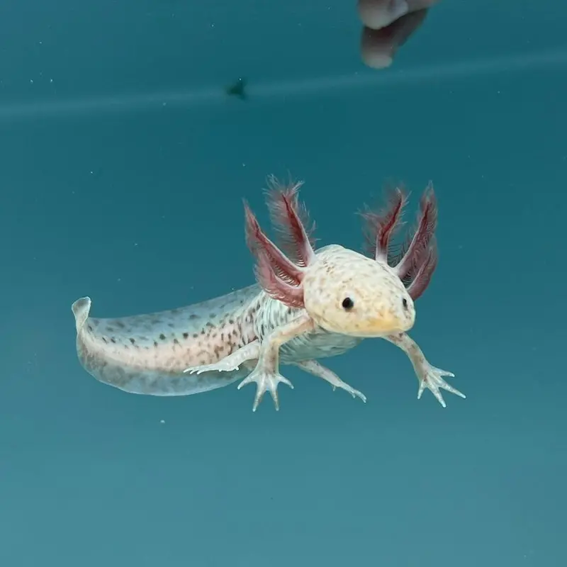 Axanthic Copper Axolotl Strain