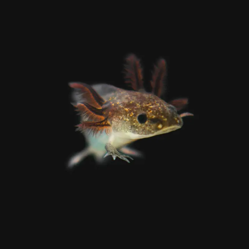 Axolotl Care Guarantee Program