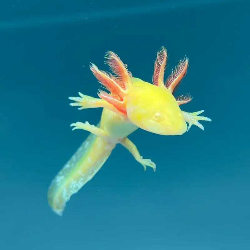 Golden Albino Axolotl with GFP Fluorescence