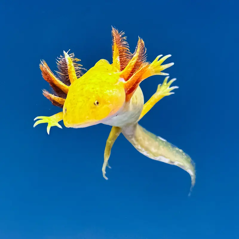Hypomelanistic Axolotl – Rare Pigment-Reduced Morph