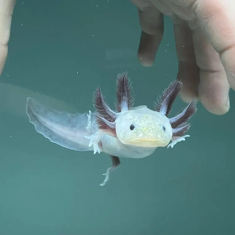 Hypomelanistic Melanoid Axolotl Morph