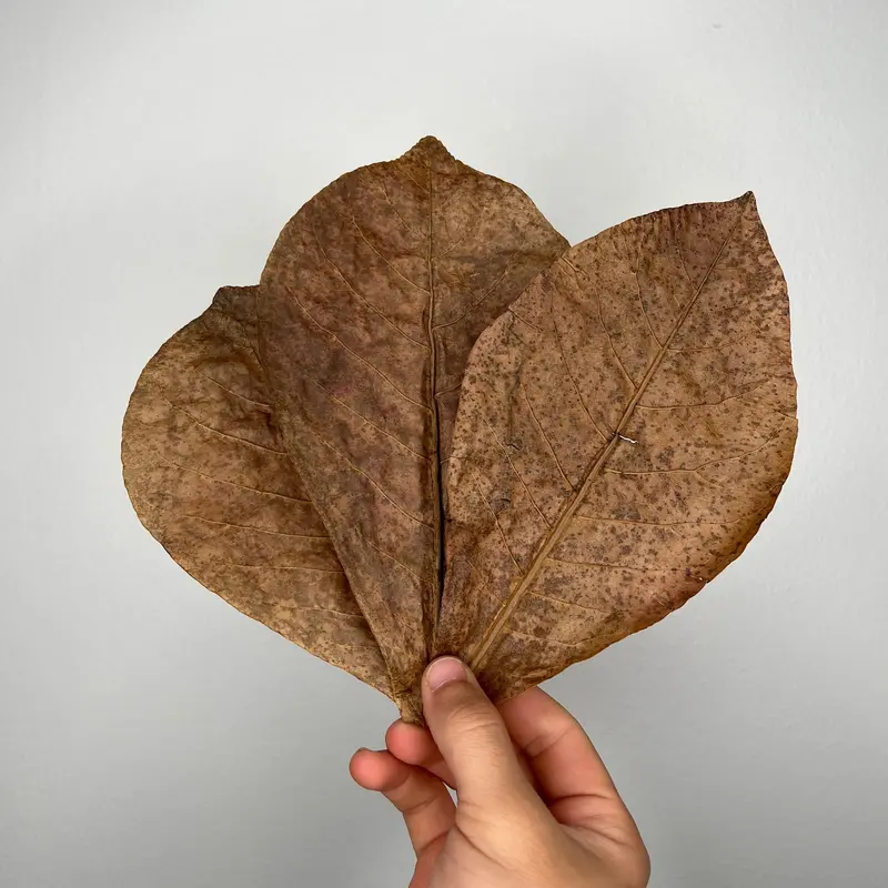 Indian Almond Leaves (Catappa) – Natural Aquarium Tannin Source